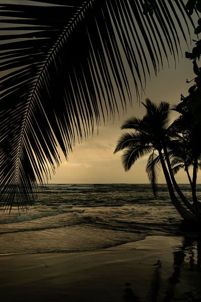 Sunrise with palm trees in Puerto Viejo - Caribbean serenity by Rick Massar