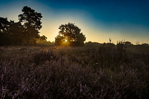Die Drentse Heide bei Sonnenaufgang