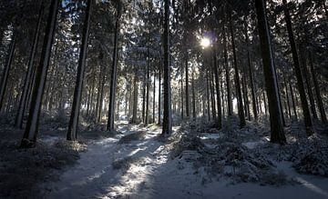De Laatste Winter van Freedom Streaming Photography