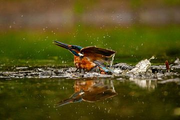 Kingfisher hunting by Erwin Pepping