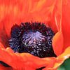 Poppy flower by Roswitha Lorz