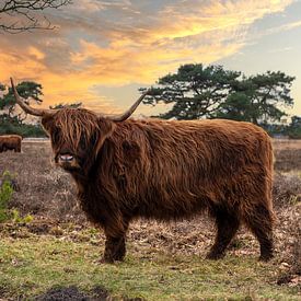 Highlander cattle by Brian Morgan