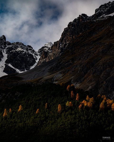 Lärche in der Sonne (Schweiz) von Tomasz_best_shots