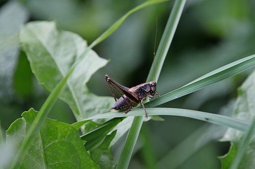 Moufette de la mûre