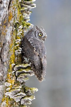 Scops Owl in a Tree by Teresa Bauer