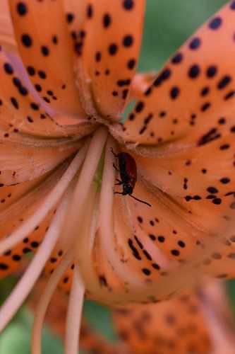 Een fleur-de-lys in de tuin