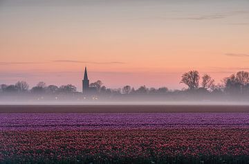 Tulpenveld, mistbank, kerk, kleurrijke horizon