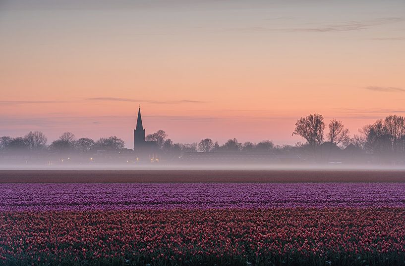 Tulip field, fog bank, church, colourful horizon by Jeroen de Jongh Photography