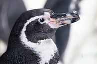 head in profile Galapagos penguin, looks cute, pink muzzle black tailcoat by Michael Semenov thumbnail