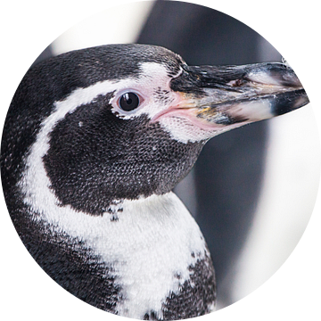 kop in profiel Galapagos pinguïn, ziet er schattig uit, roze snuit zwart staartkleed van Michael Semenov