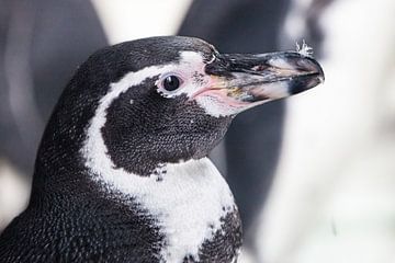 kop in profiel Galapagos pinguïn, ziet er schattig uit, roze snuit zwart staartkleed van Michael Semenov
