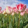 close-up colourful tulips by eric van der eijk