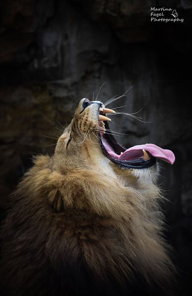 Lion from Artis Amsterdam Netherlands by Martina Anna Fagel