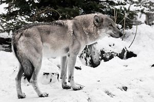Großer grauer Wolf im Schnee. Wolf unter dem Baum, albernes Aussehen der Schnauze.
