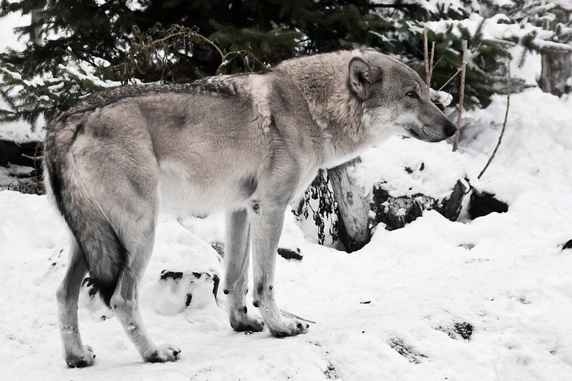 Grote grijze wolf in de sneeuw. wolf onder de boom, domme verschijning van de snuit. van Michael Semenov