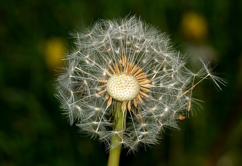 Paardenbloem by Dennis Schaefer