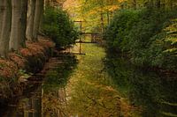 Herfst in het bos.