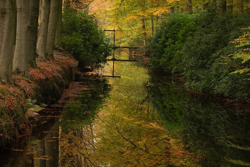 Autumn in the forest. by Annie Keizer