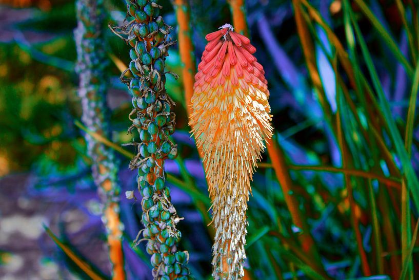 Bloem van Johnny van der Leelie