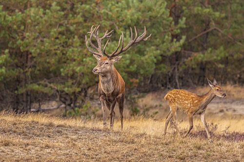 Edelherten op de Hoge Veluwe, Nederland