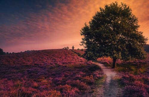 Zonlicht dat valt op de heide in Posbank.