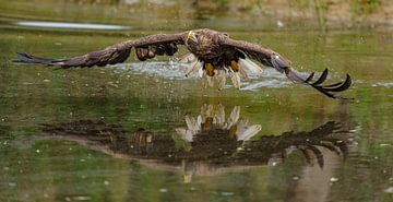 Laagvliegende zeearend weerspiegeld in het water. van Jaap van den Berg