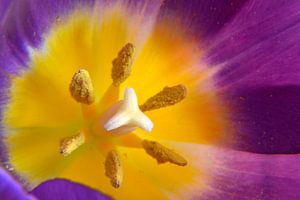 Nahaufnahme einer violett-gelben Tulpe mit Stempel und Staubgefäßen