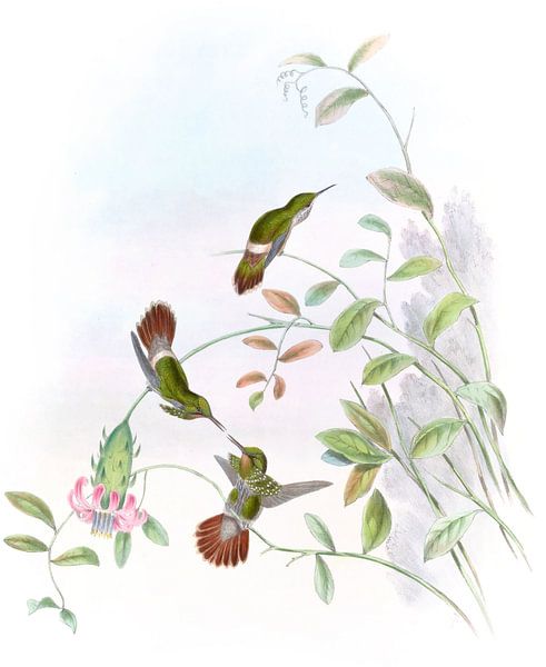 Festive Coquette, John Gould by Hummingbirds