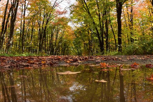 Bezinning van de herfst in het bos