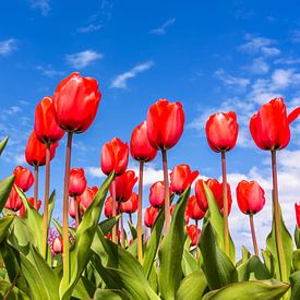 Tulipes de Hollande sur Patrick Herzberg