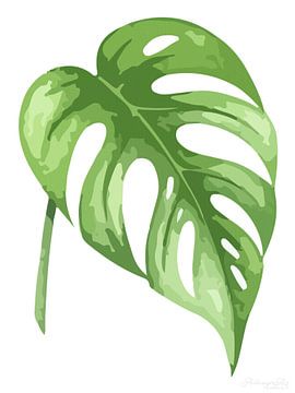 Tijdloze flora: Monstera in het wit