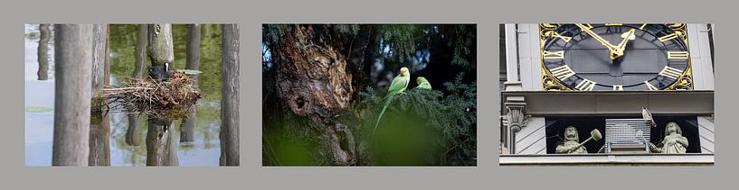 Stadtvögel Amsterdam 2 von Andius Teijgeler
