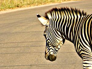 Zebra