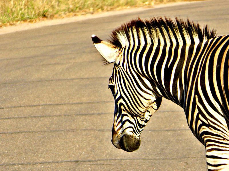 zebra by zam art