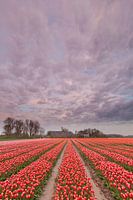 Bulb field in Groningen