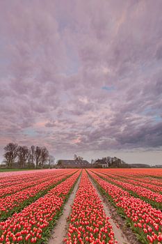 Zwiebelfeld in Groningen