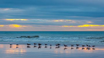 Meeuwen op het strand bij zonsondergang van Roland Brack