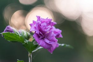 rosa Bokehblume