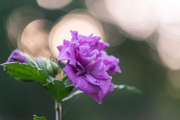 roze bokeh bloem van Tania Perneel