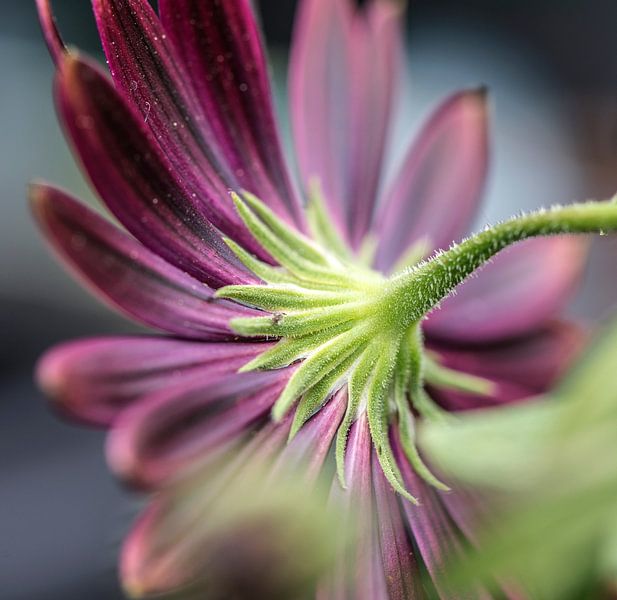 Spanish Daisy by MirjamCornelissen - Fotografie