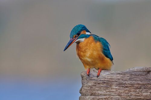 IJsvogel - Aandachtig