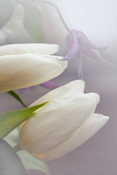 Softening by Ronnie Schuringa