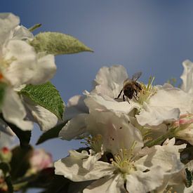 Een bij in de lente in witte bloesem van Kimberley van Lokven