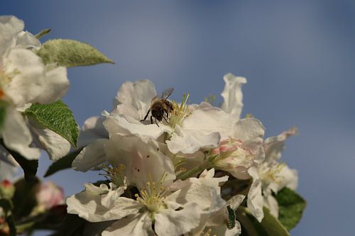 A bee in spring in white blossom