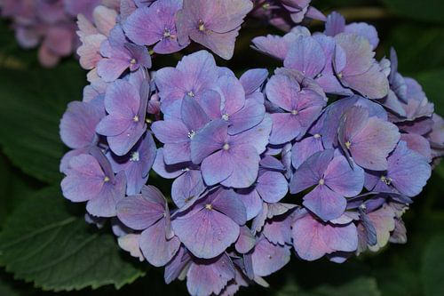 Wie houdt er van paars?