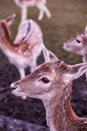 Deer with Character - no. 6 Caring by Deborah de Meijer