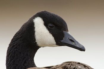 Canadese gans - portret