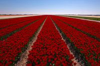 Tulpenveld