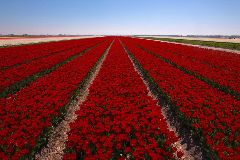 Tulpenveld von FotovanHenk