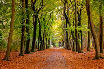 Voetpad door een beukenbos tijdens een herfstdag